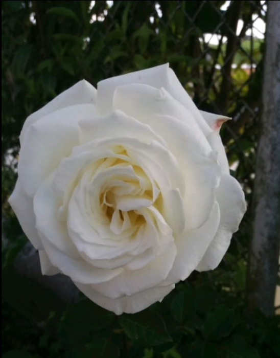 ROSA (Rosa sp) :: I.E SAN FÉLIX HERBARIO VIRTUAL